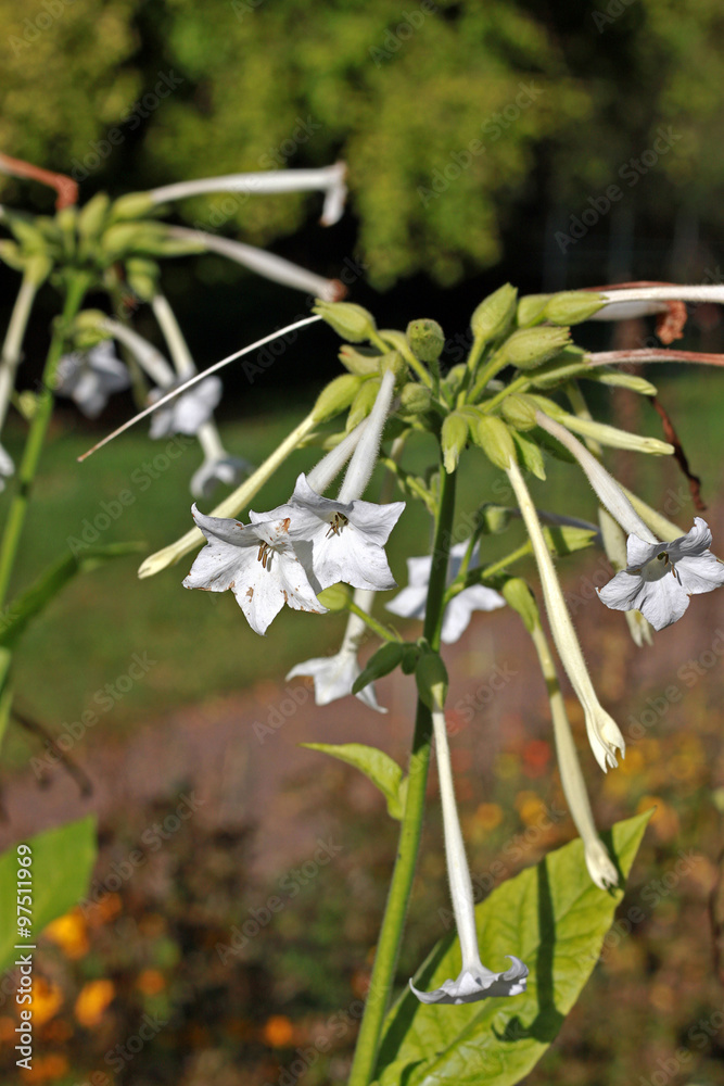 Fototapeta premium Woodland tobacco (Nicotiana sylvestris)