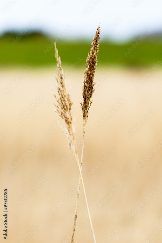 Fototapeta premium Dünenlandschaft auf Langeoog