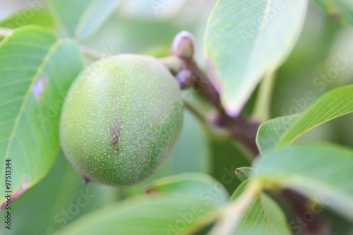green walnut on tree