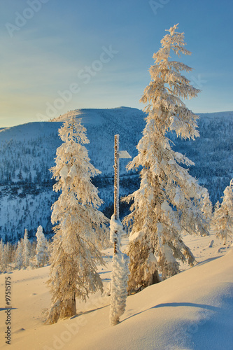 Larch in snow in mountains. Winter. A decline. Evening. The Magadan area. Kolyma IMG_9591 photo