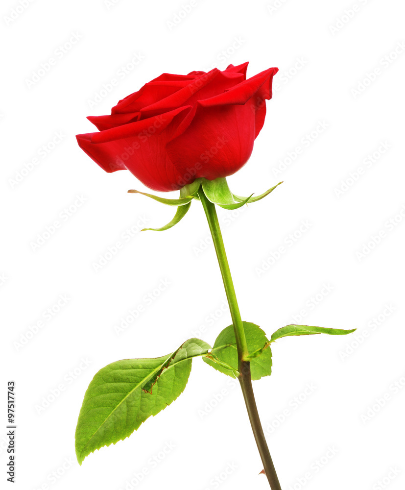 Red Rose Flower Red Rose Flower