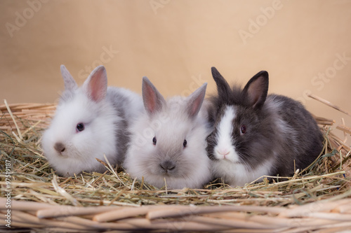 dwarf rabbit