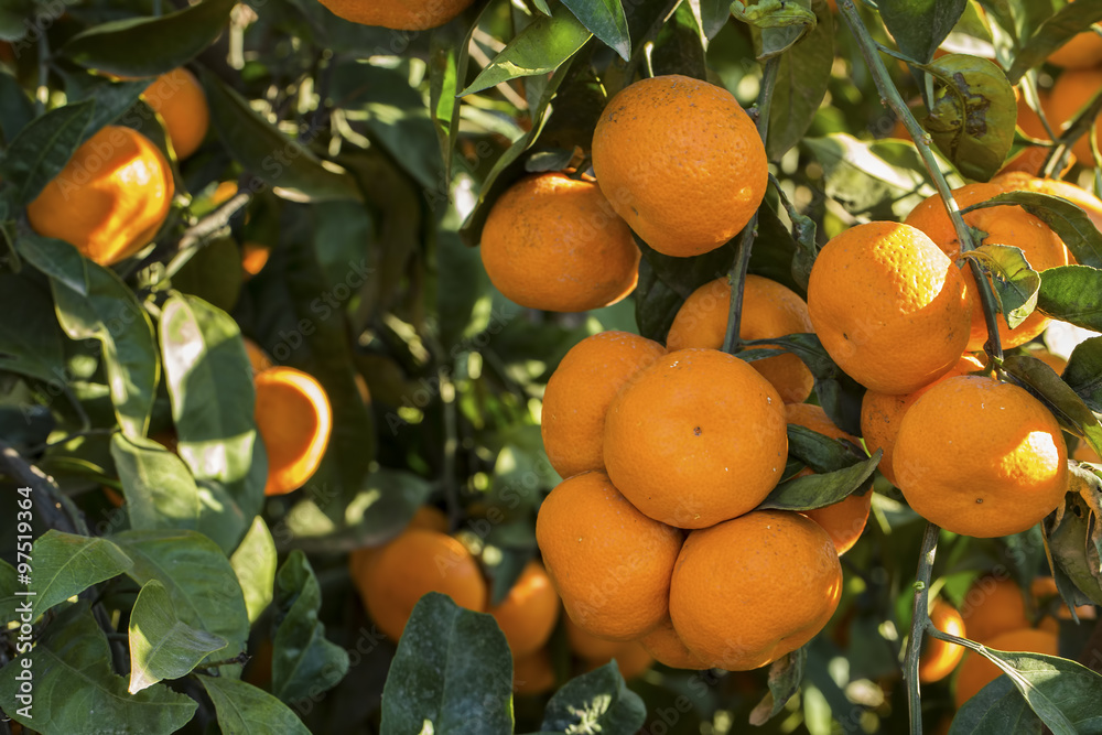 Mandalina Mandalina