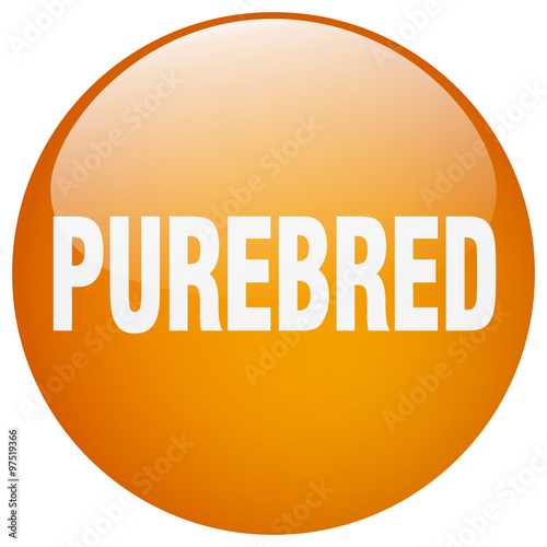purebred orange round gel isolated push button