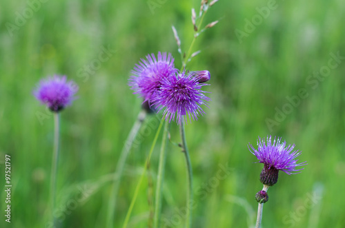 Purple thistle flowers with blurred green grass as a background