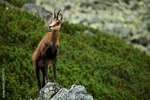 chamois on the top