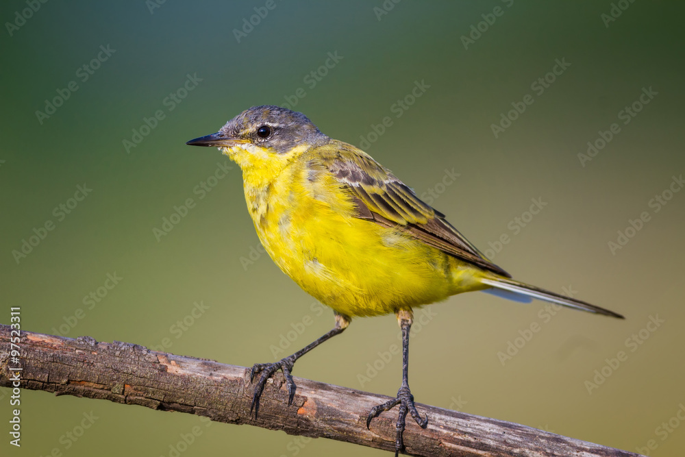 Fototapeta premium The Yellow Wagtail