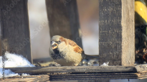 Fat sparrow on a birdfeeder