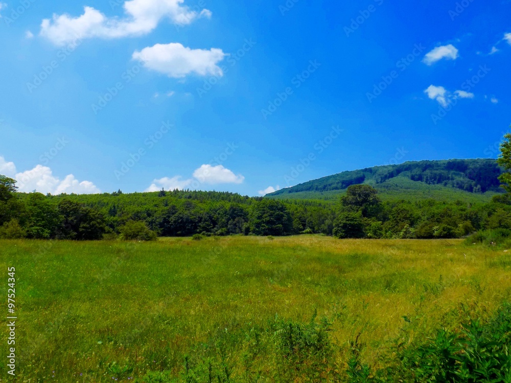 Meadow, forest and sky