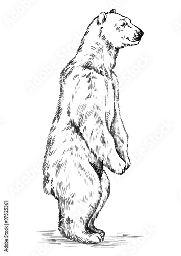 black and white engrave isolated vector bear