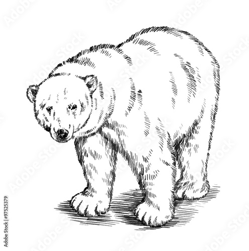 black and white engrave isolated vector bear