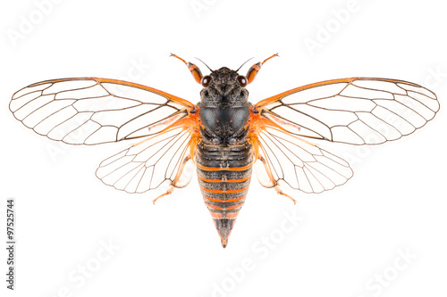The Cicadetta montana or New Forest Cicada isolated on white background, dorsal view with outspread wings. photo