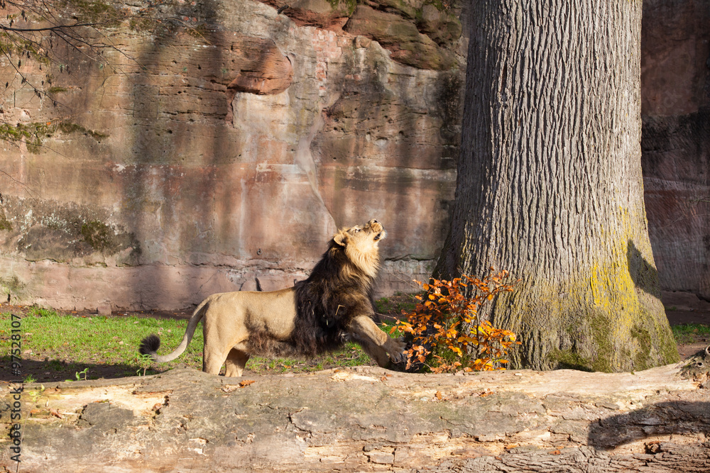 Obraz premium Lion in Nuremberg zoo