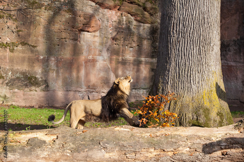 Fototapeta Naklejka Na Ścianę i Meble -  Lion in Nuremberg zoo