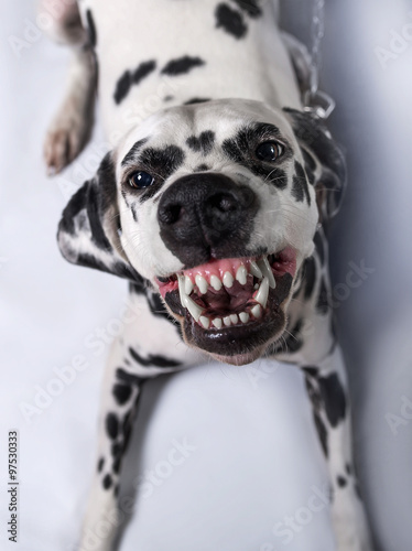 Dalmatian dog tied