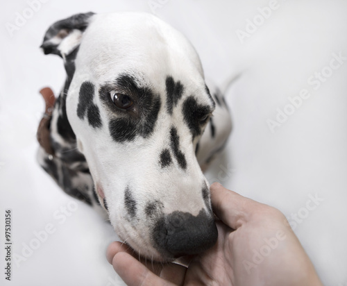 Fototapeta Naklejka Na Ścianę i Meble -  Dalmatian Dog sniffs the hand of man