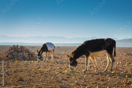 Donkeys in a field in Morocco photo