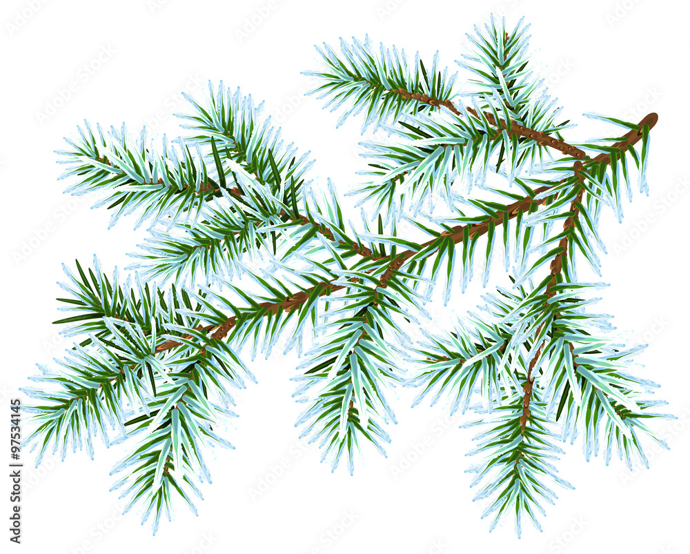Frozen fir branch