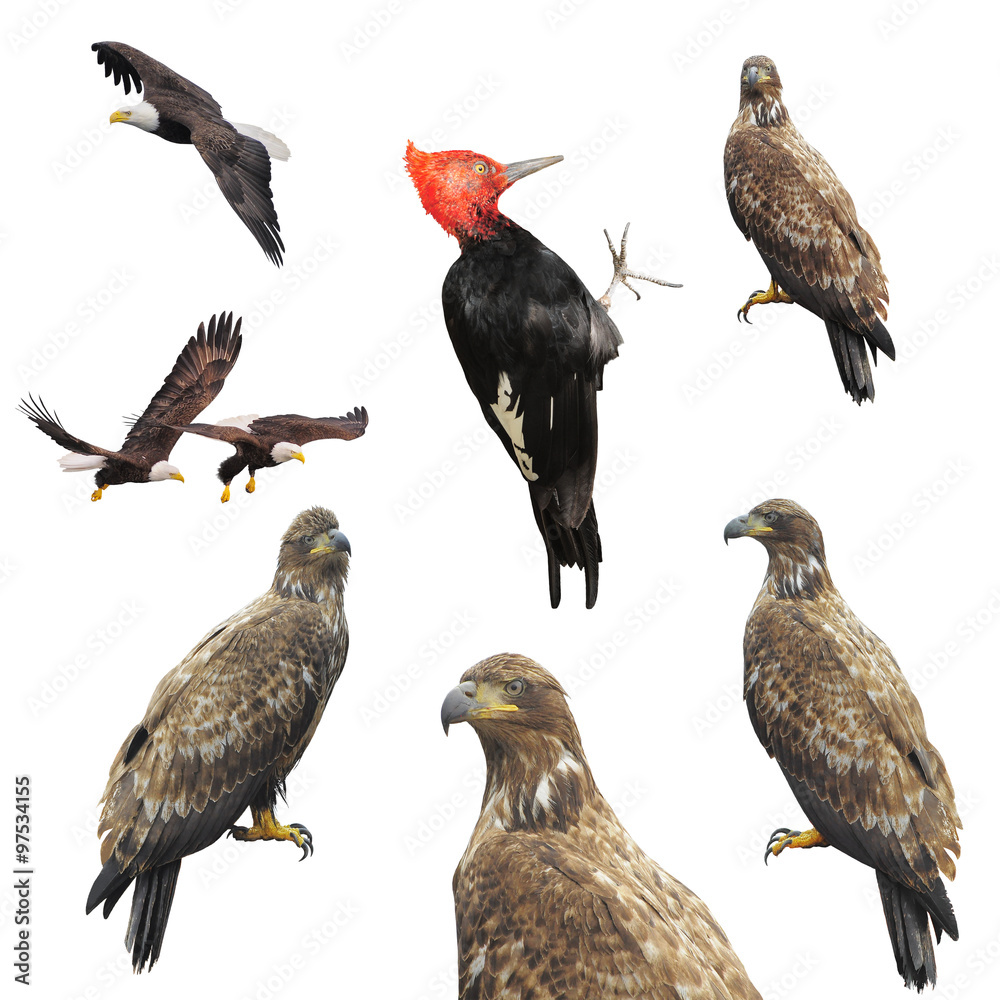 Naklejka premium Eagles and woodpecker.