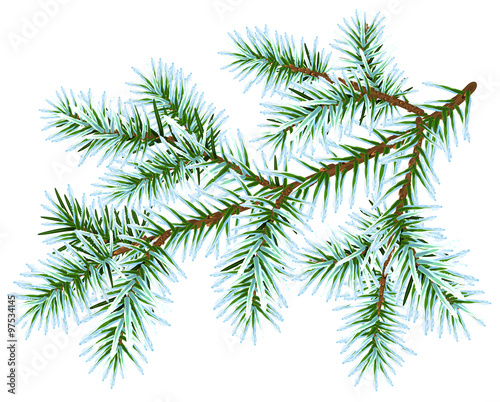 Frozen fir branch
