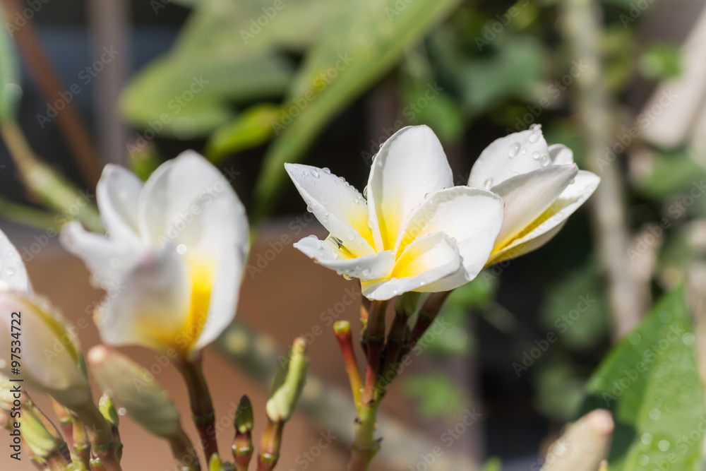 close up beautiful charming white flower plumeria