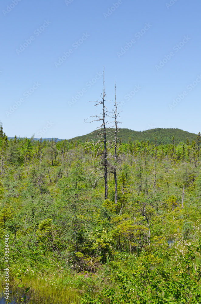 Obraz premium Forest landscape. Newfoundland