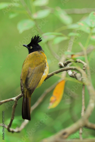 bulbul bird photo