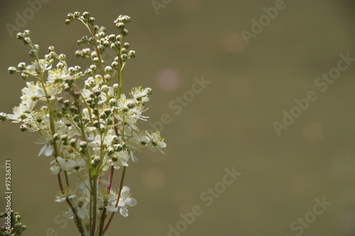 Flowers of the cherry blossoms on a sunny day 
