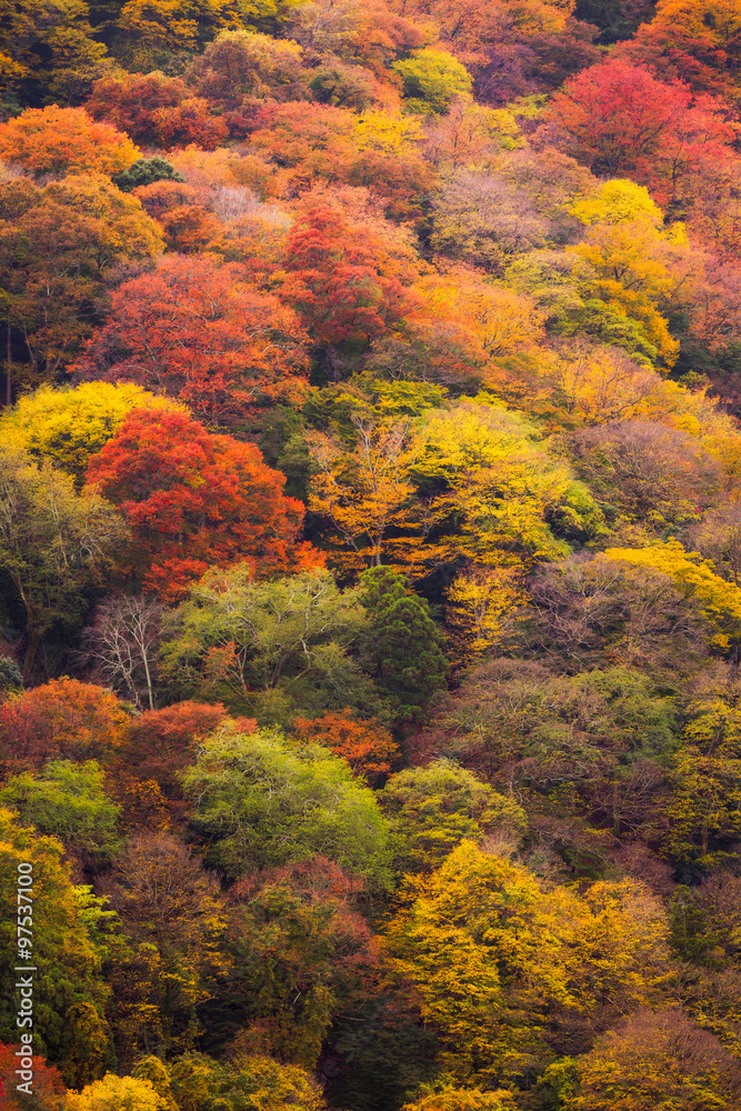 Autumn tree in mountain