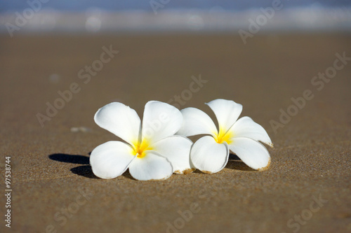 white and yellow frangipani flowers on the beach. © noppharat