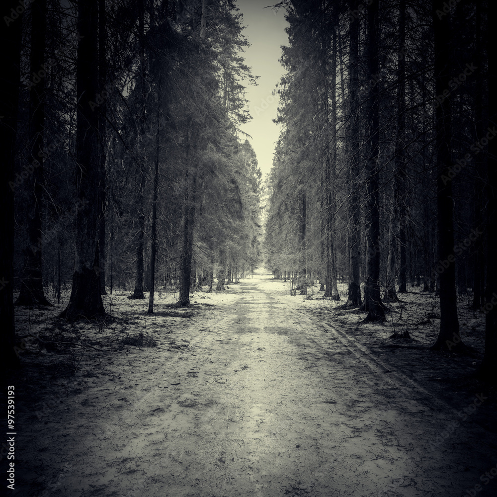 Fototapeta premium Narrow road through the dark forest.