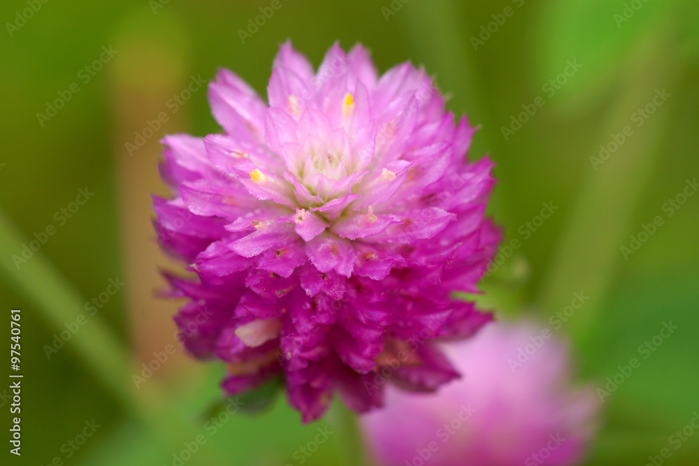 Close up of Globe Amaranth or Bachelor Button flower. (Gomphrena Close up of Globe Amaranth or Bachelor Button flower. (Gomphrena