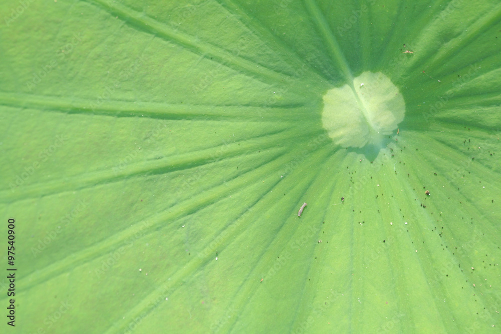 Lotus Leaf Lotus Leaf