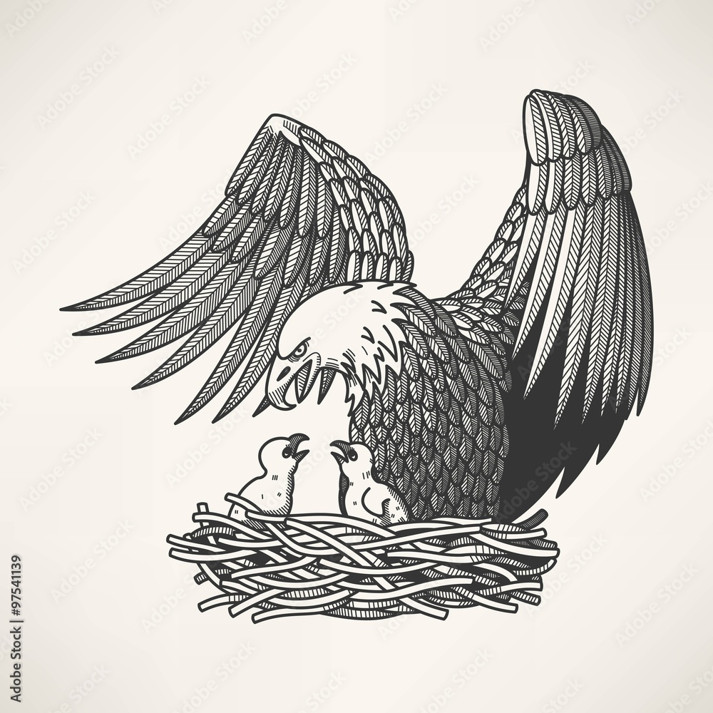 Fototapeta premium Bald eagle in the nest