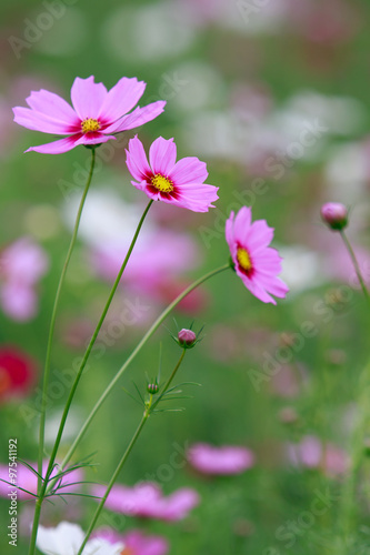 close up of pink cosmos flowers field with flare light behind an