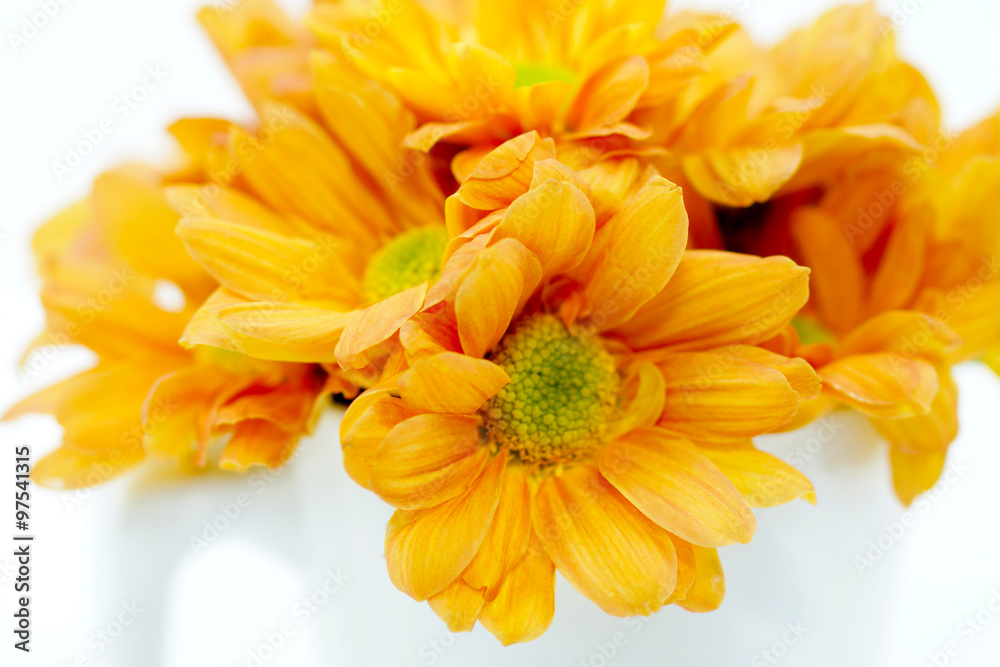 Fototapeta premium orange chrysanthemum