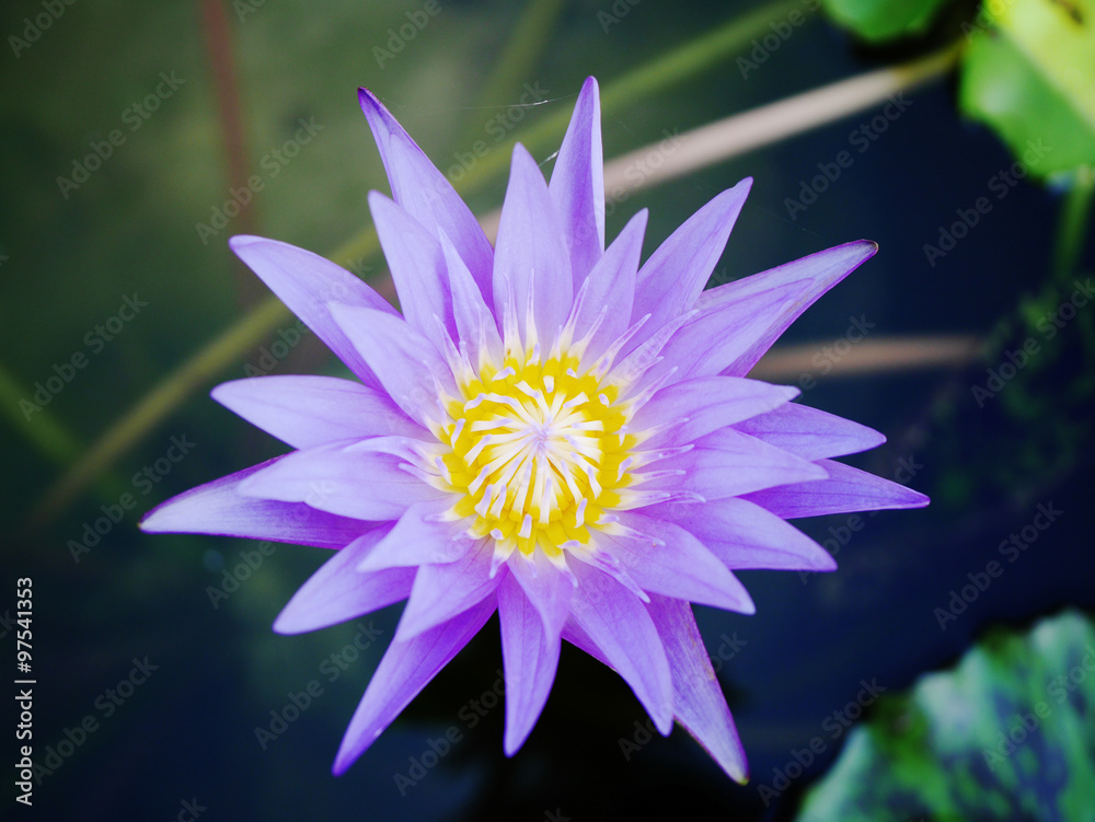 beauty violet lotus in marsh beauty violet lotus in marsh
