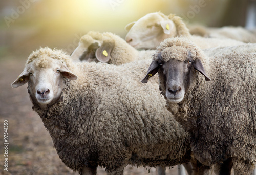 Sheep herd on the farm