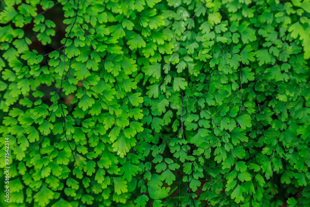 Green leaf Green leaf