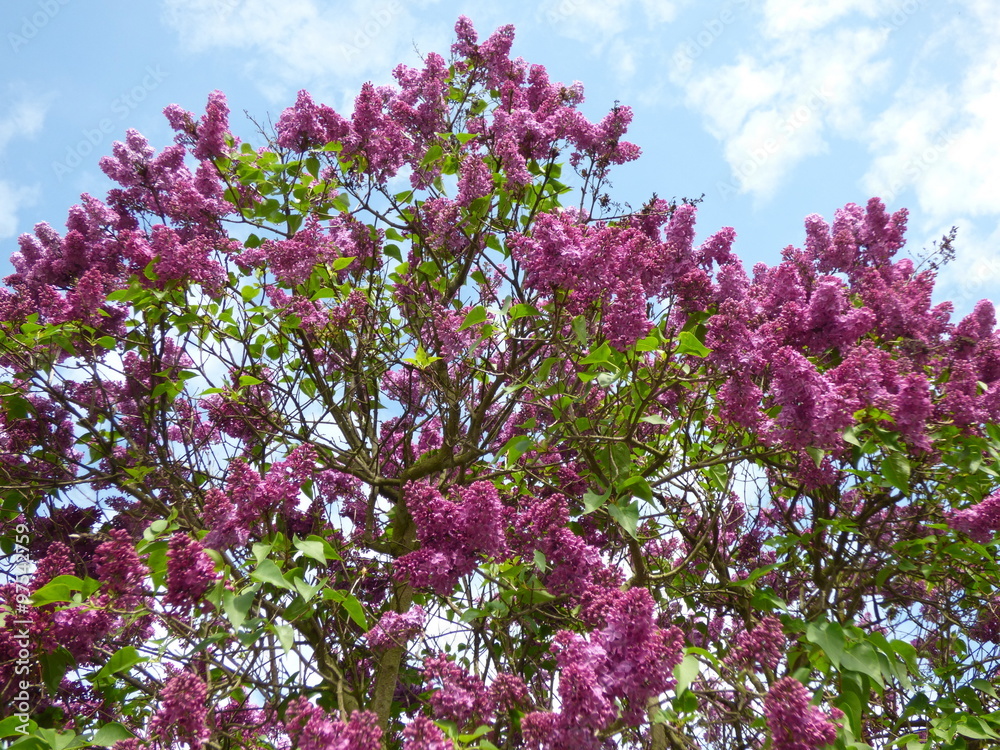 Purple lilac bush