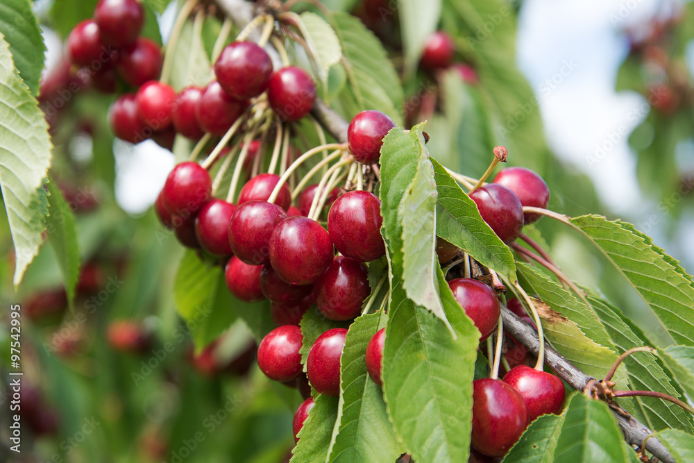 Cherries on cherry tree. Cherries on cherry tree.