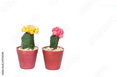 cactus isolated background plant white green nature flowers garden 