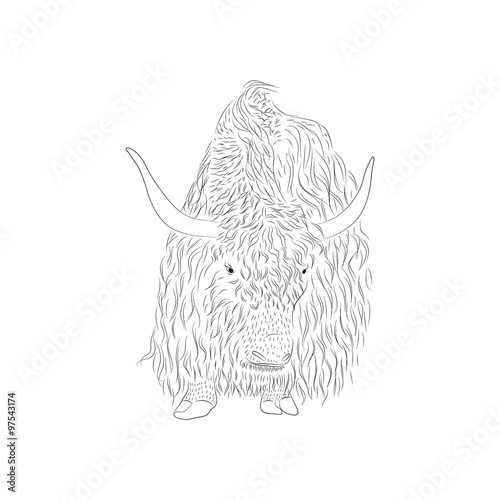 Bizon. Large horned mammal. A wild animal.