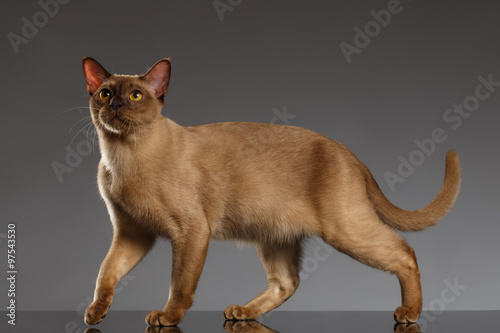Closeup Burmese Cat  Stands on Gray