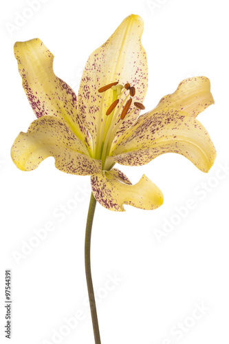 Fototapeta Naklejka Na Ścianę i Meble -  lily