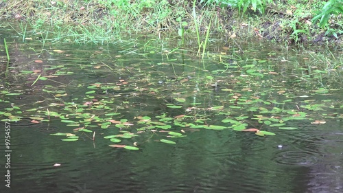 Big rain drops fall on lake pond water plants growing near bank. Static closeup shot. 4K
 photo