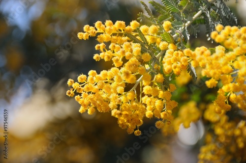yellow flowers branch