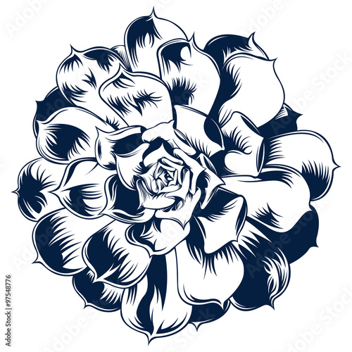 echeveria-art