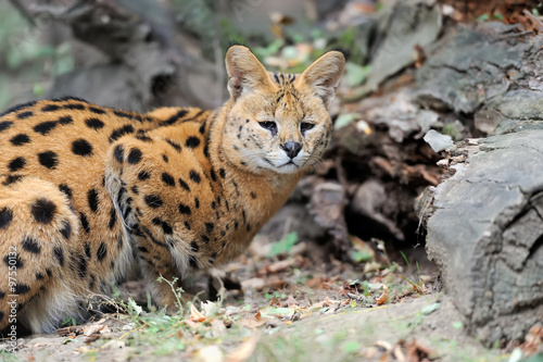 Serval cat (Felis serval) © byrdyak