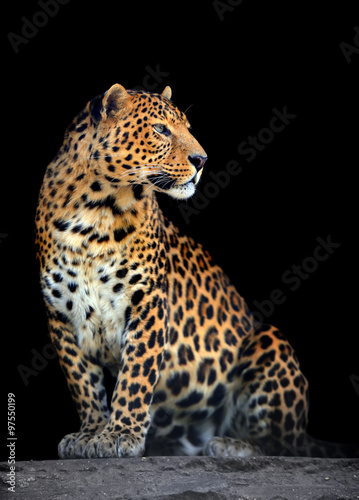 Fotografiet Leopard portrait on dark background